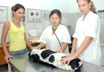 Hospital Veterinário retoma atendimentos com novidades